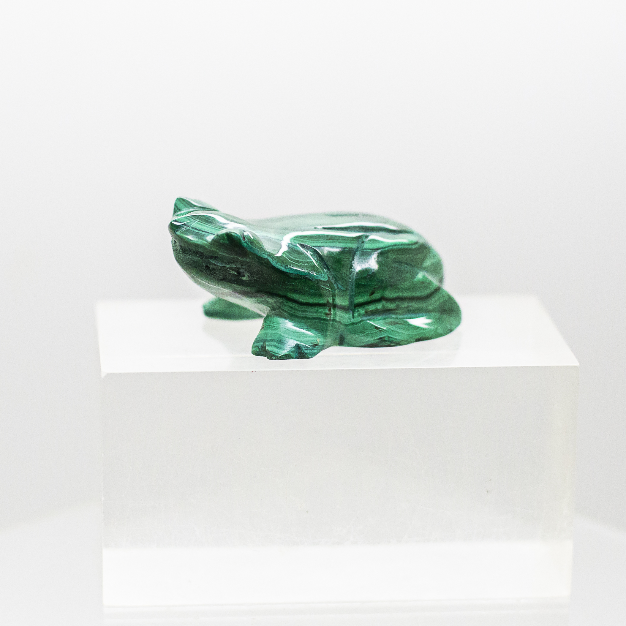 malachite frog
