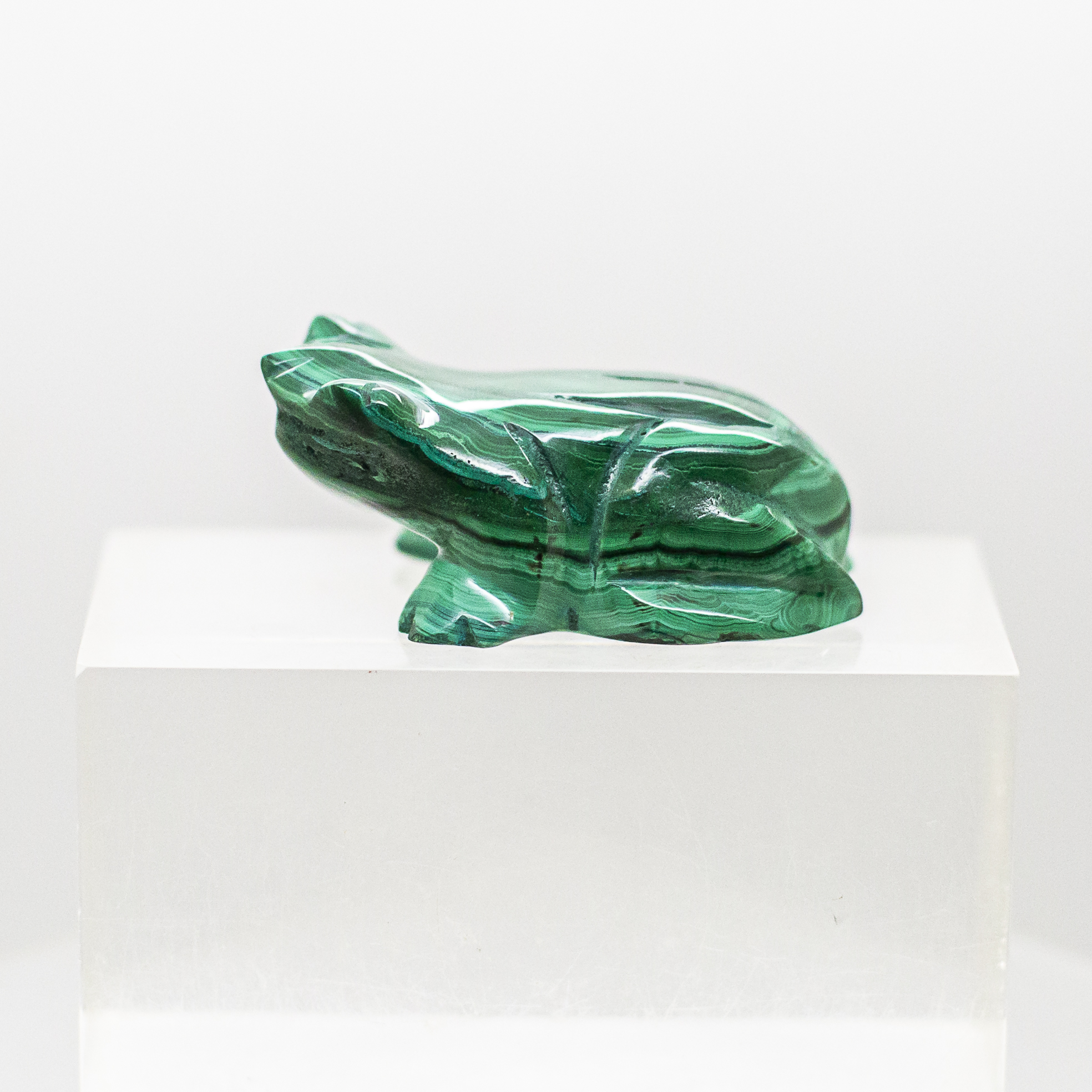 malachite frog
