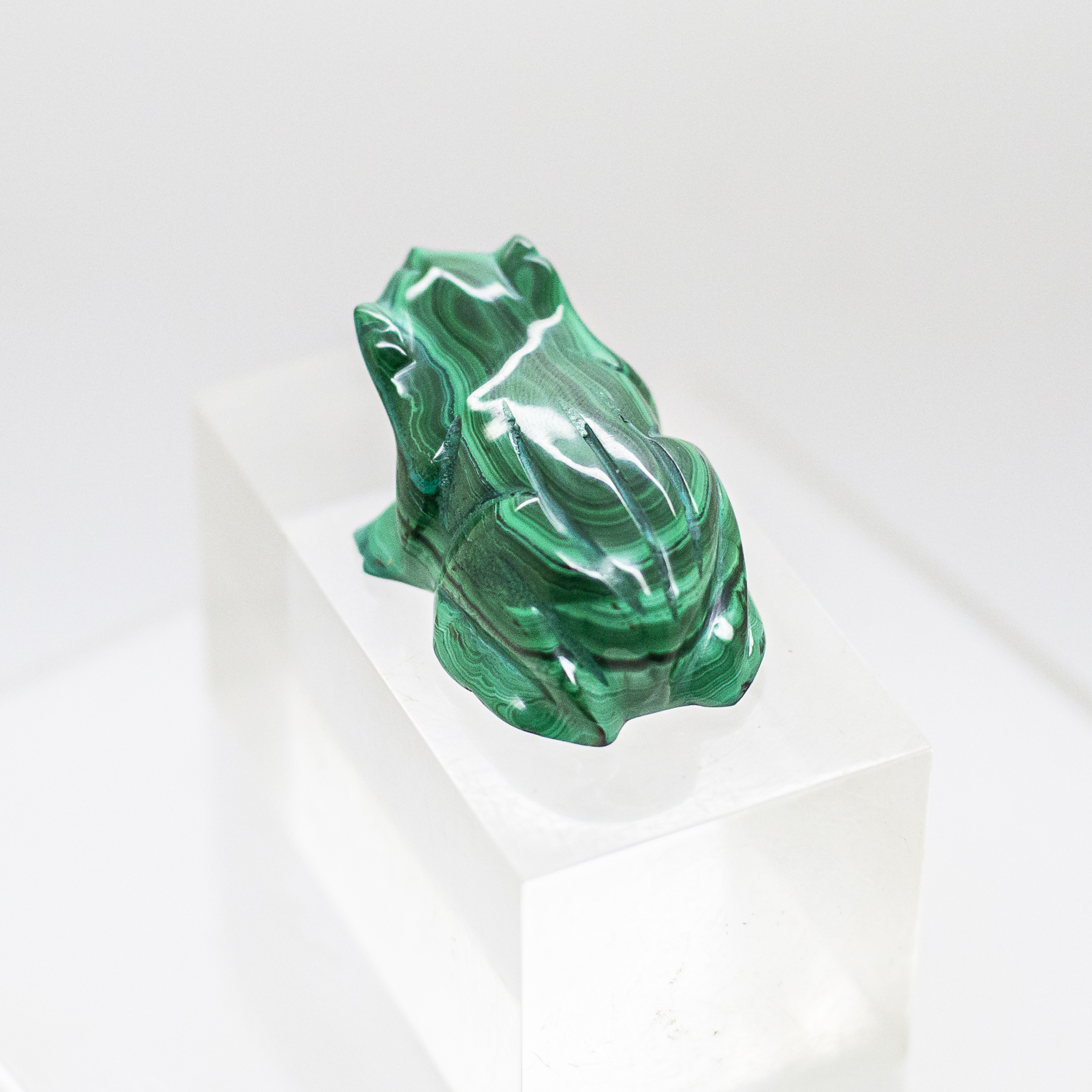 malachite frog