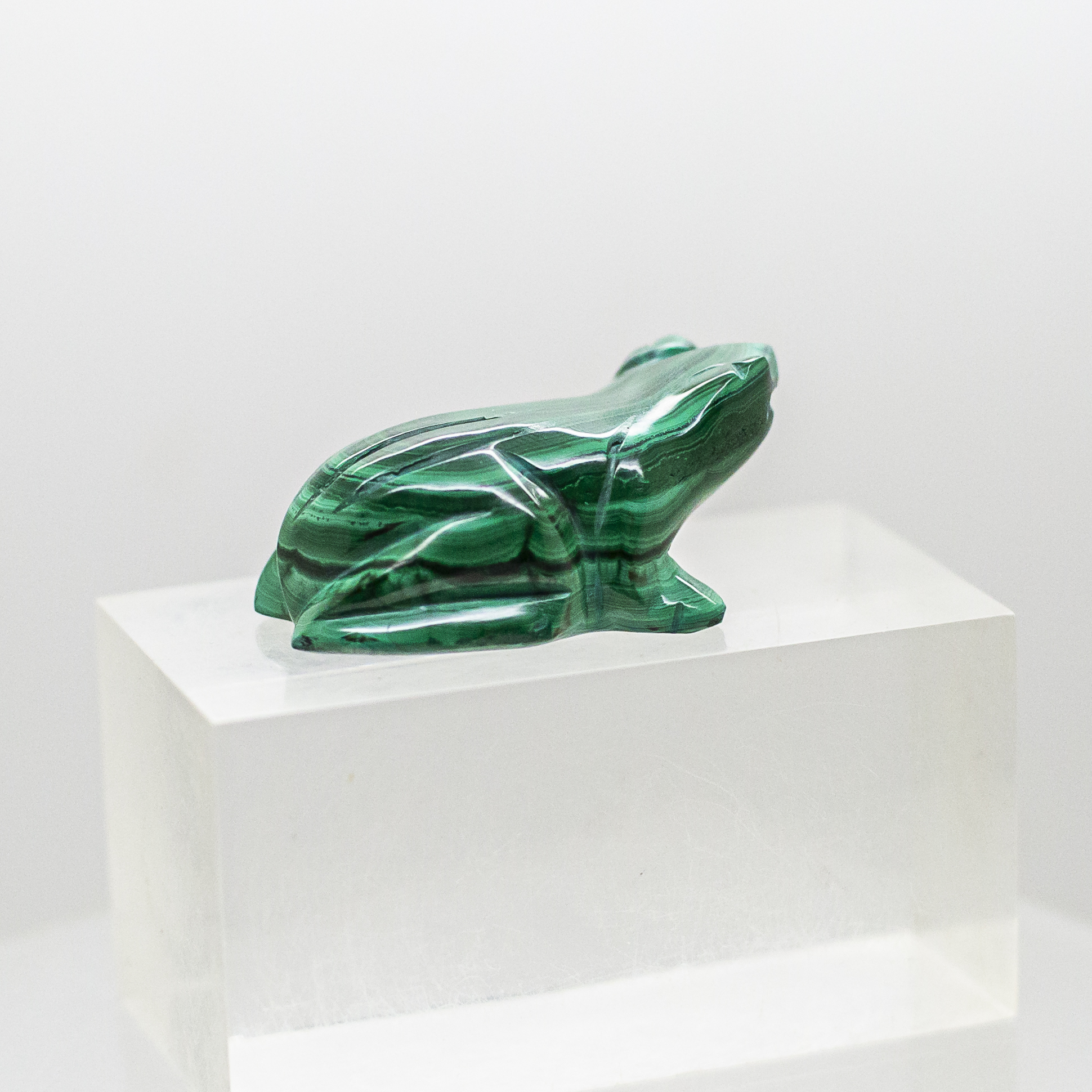 malachite frog