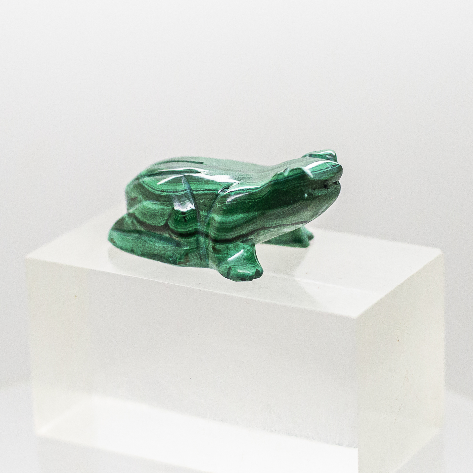 malachite frog