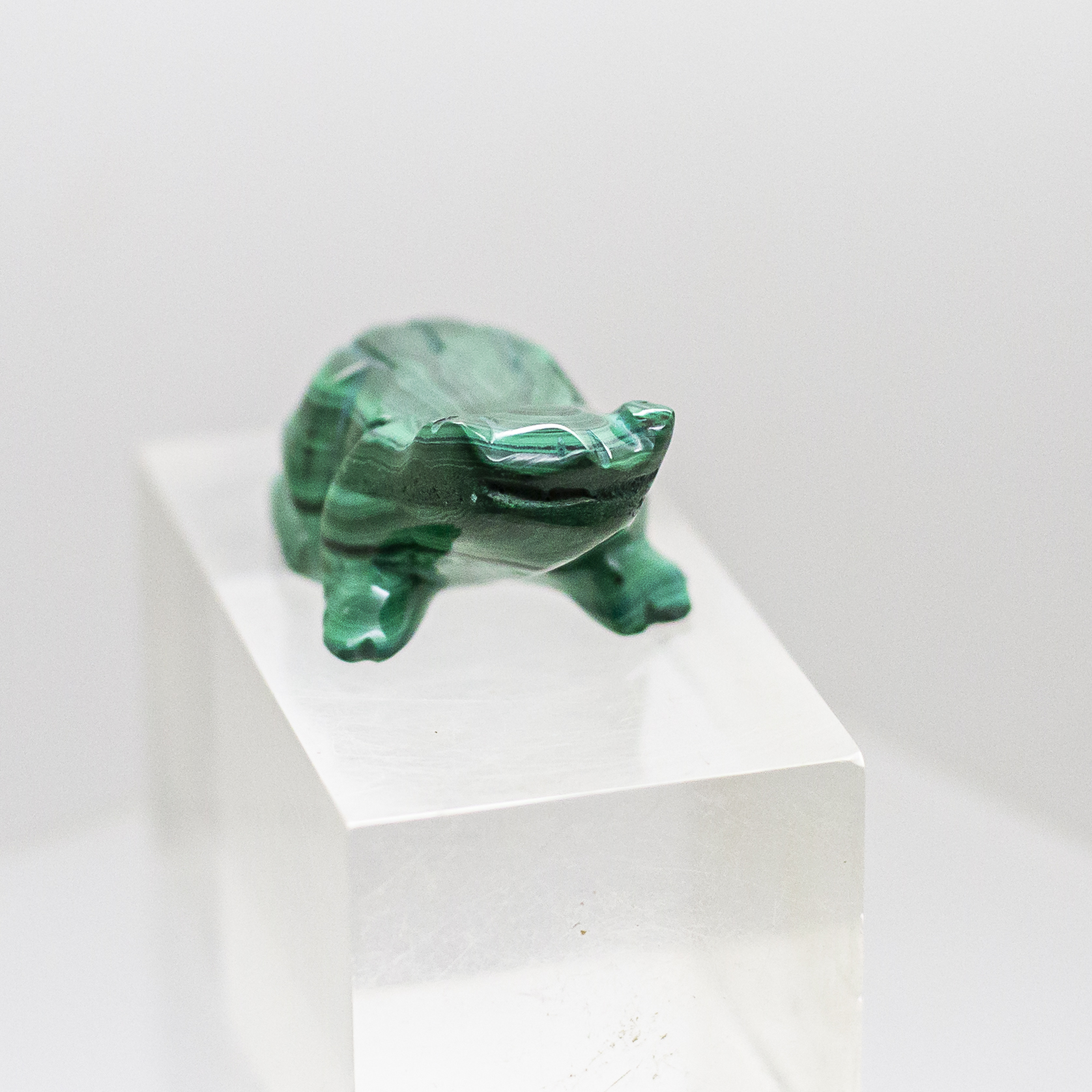 malachite frog