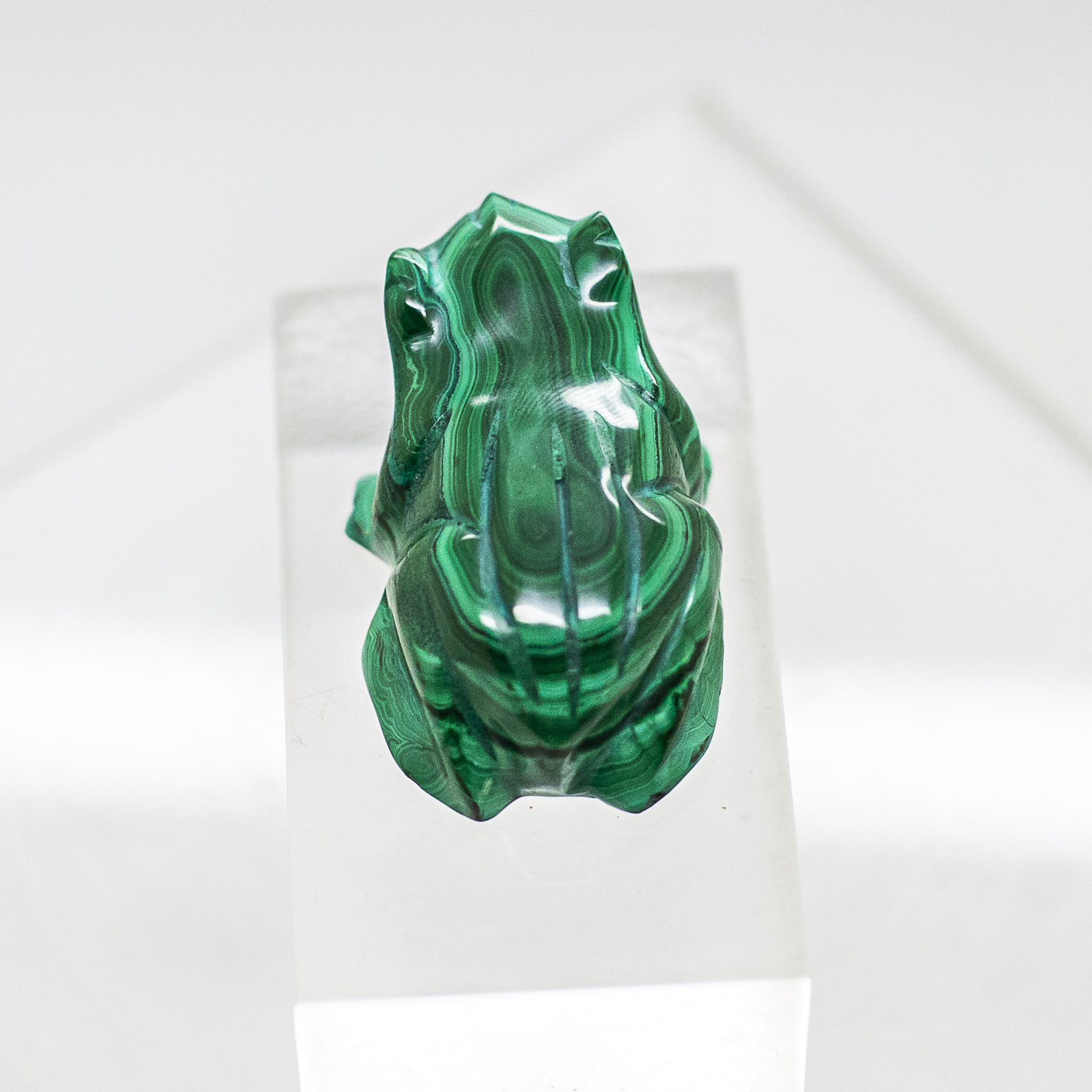 malachite frog