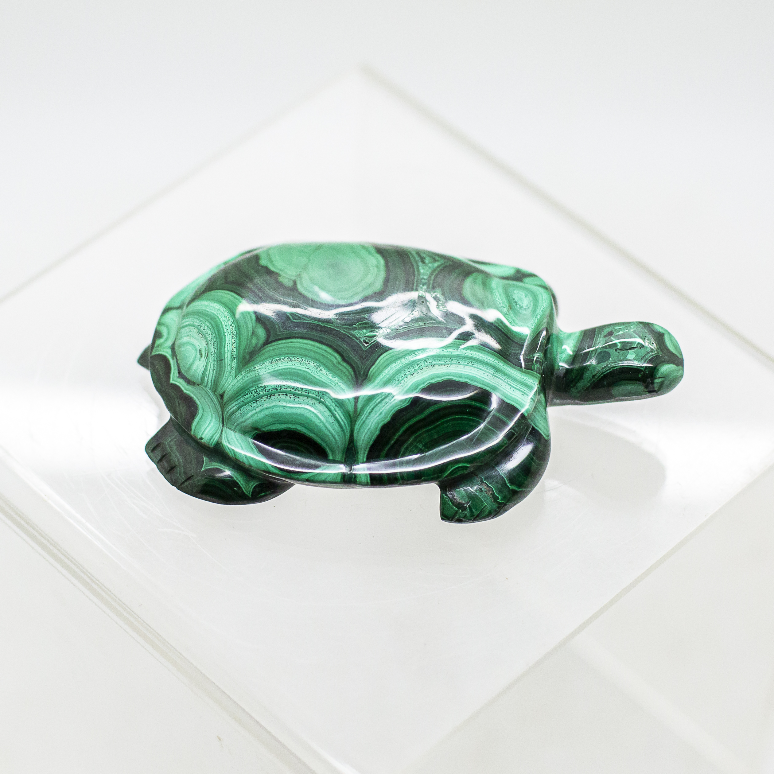 malachite turtle malachite turtle