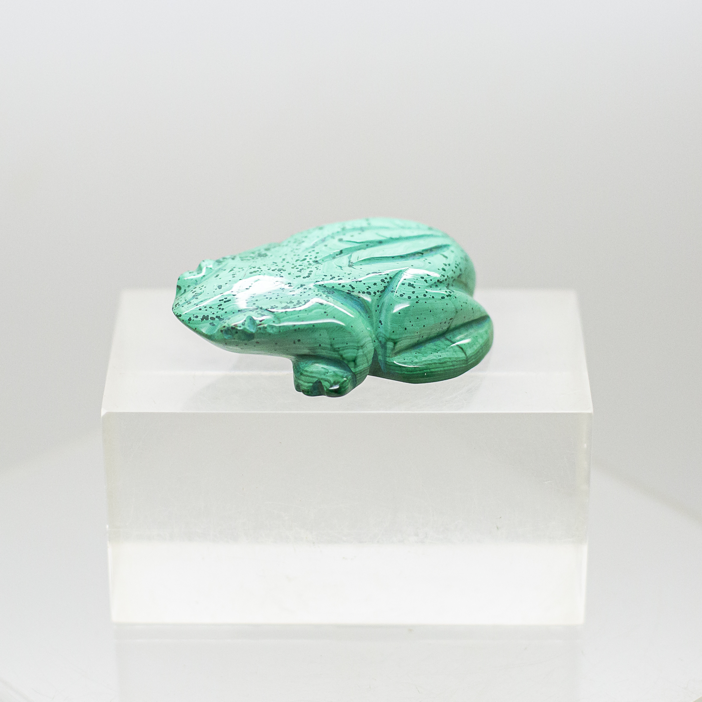 malachite frog malachite frog