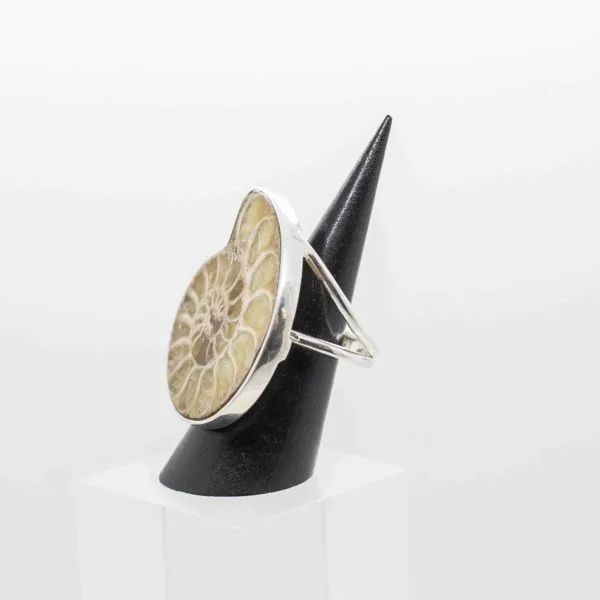 Ammonite ring side