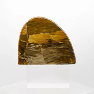 petrified wood slice (1)