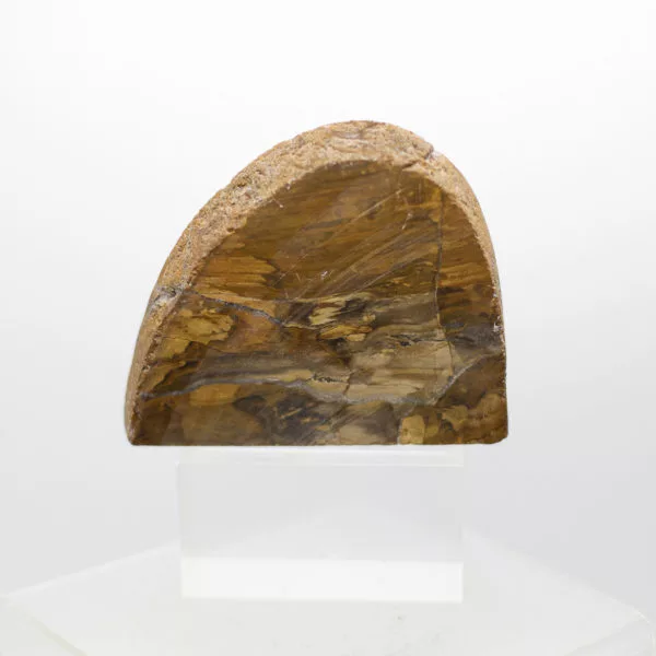 petrified wood slice (3)