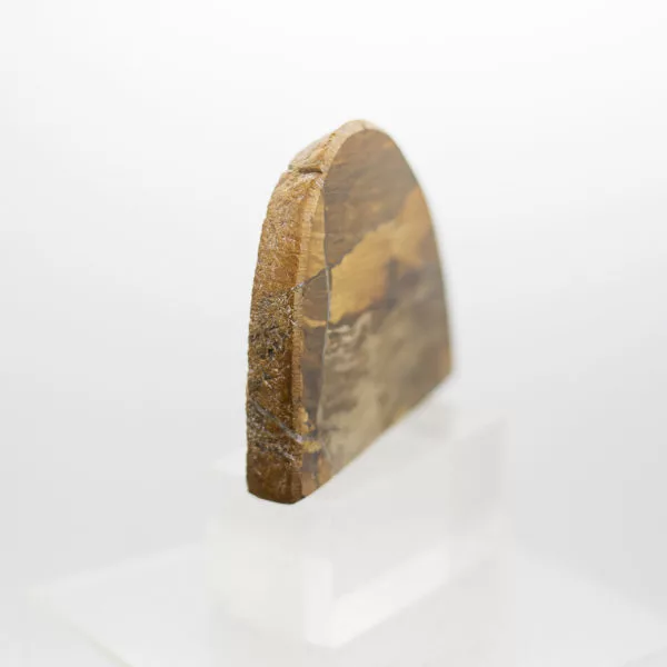 petrified wood slice (4)
