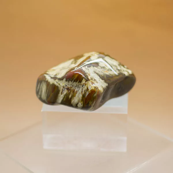 petrified wood (3)