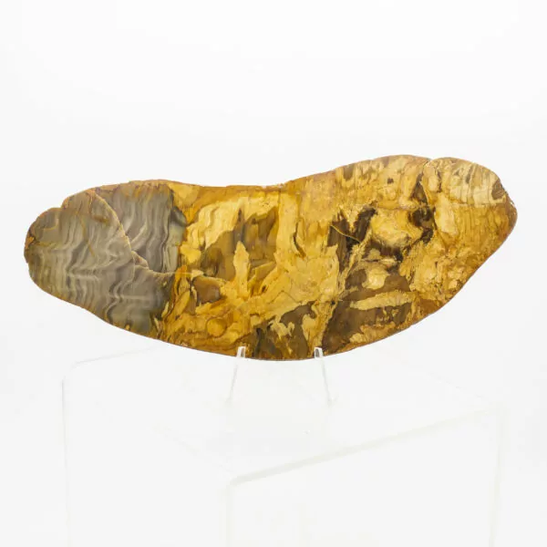 Petrified Wood Slice 1