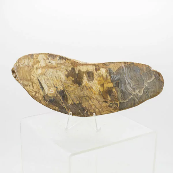 Petrified Wood Slice 3