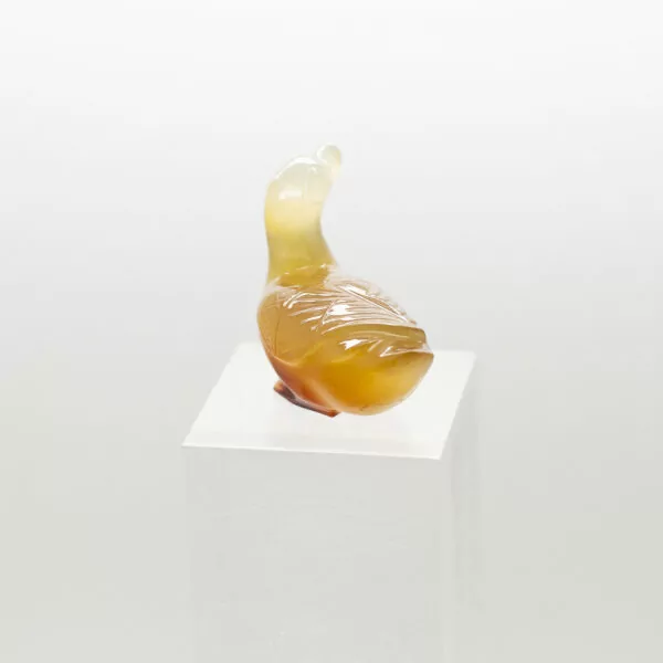 carnelian duck