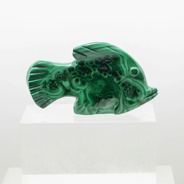 malachite fish