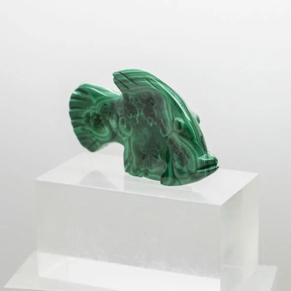 malachite fish