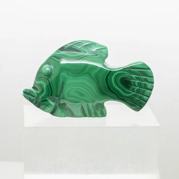 malachite fish