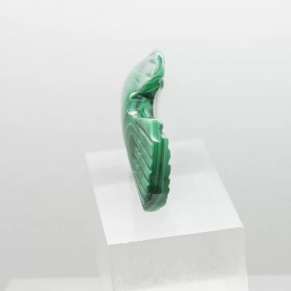 malachite fish