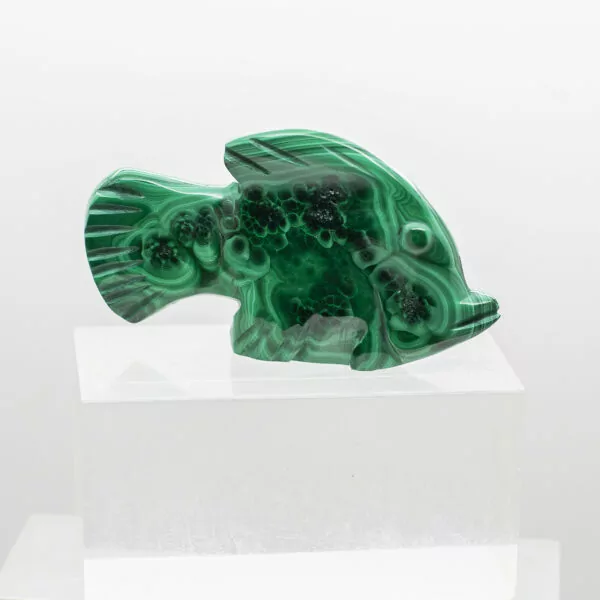 malachite fish