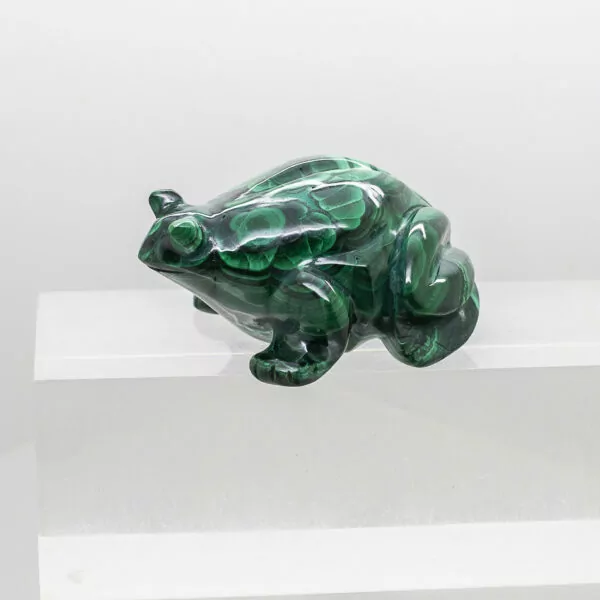 malachite frog