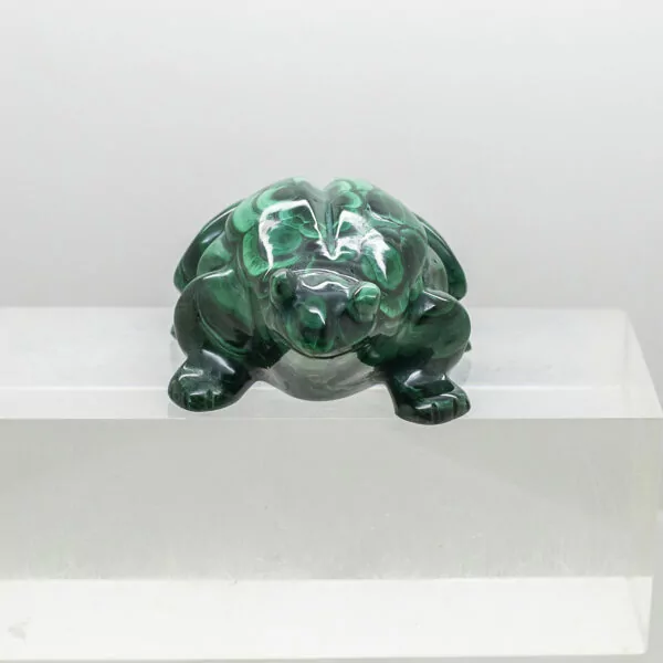 malachite frog