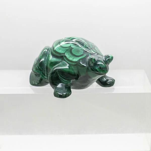 malachite frog