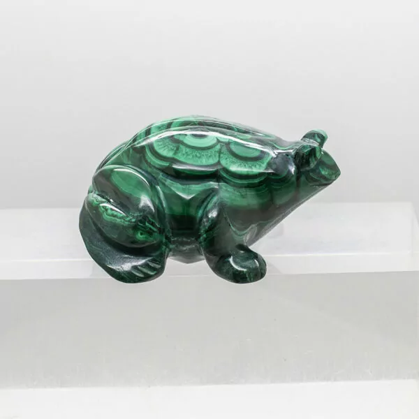 malachite frog