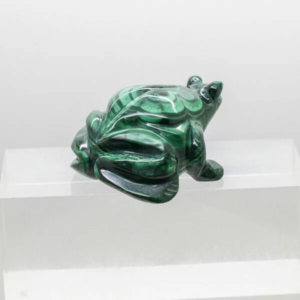 malachite frog