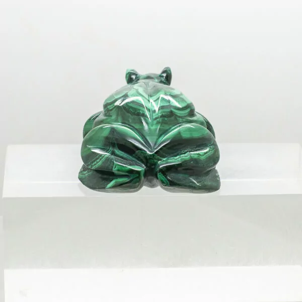 malachite frog