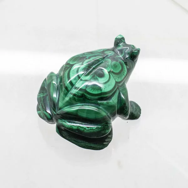 malachite frog