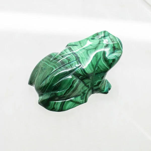 malachite frog