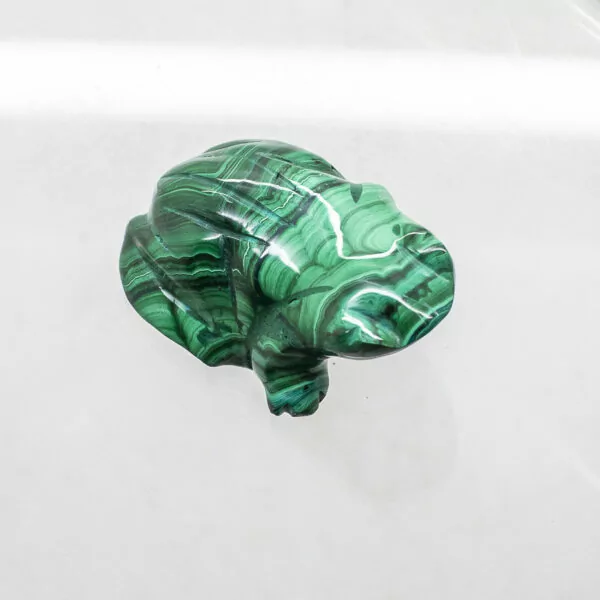 malachite frog