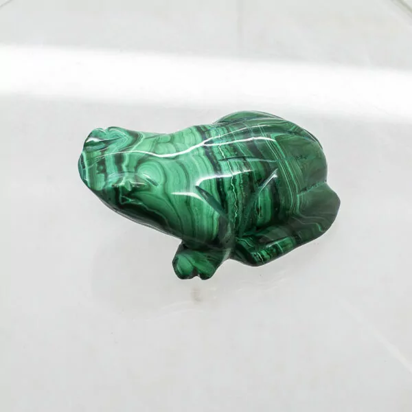 malachite frog