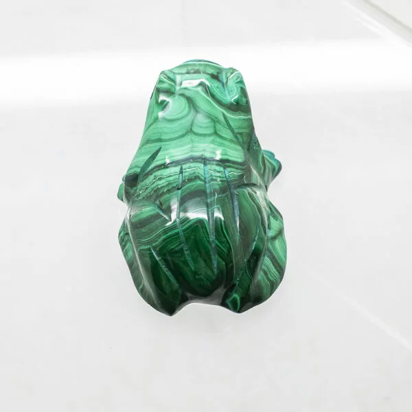 malachite frog