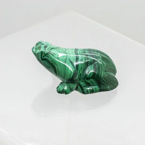 malachite frog