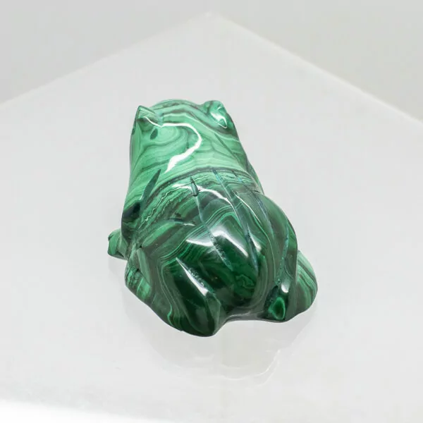 malachite frog