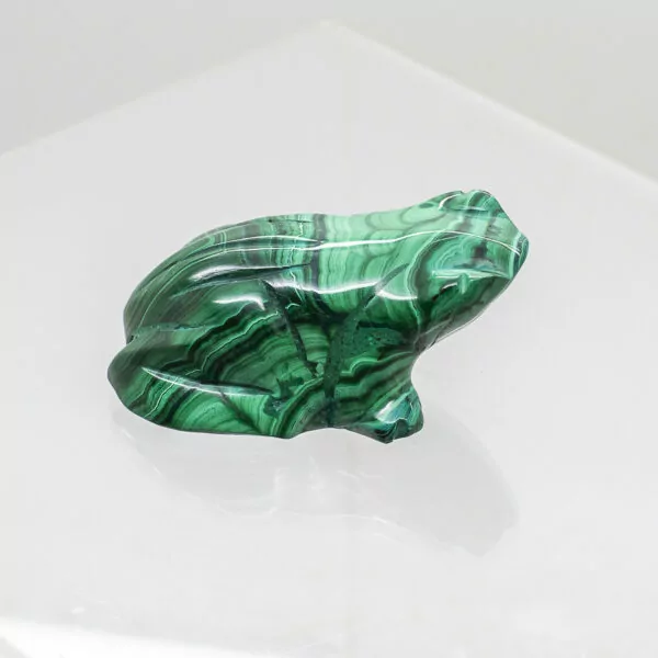 malachite frog