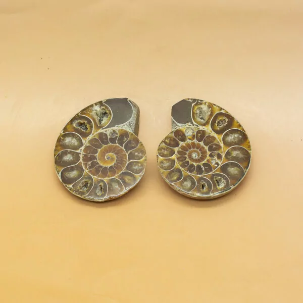 ammonite