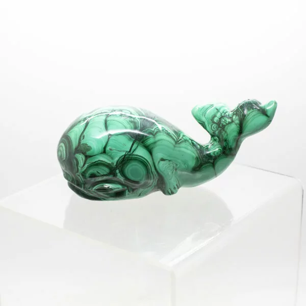 malachite whale