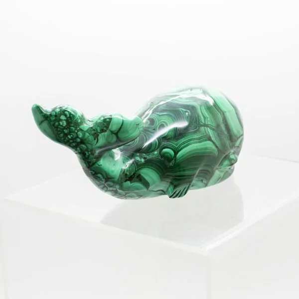 malachite whale