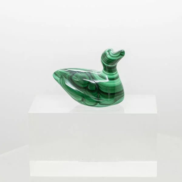 malachite duck