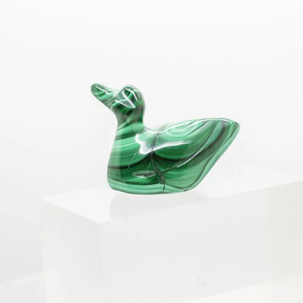 malachite duck