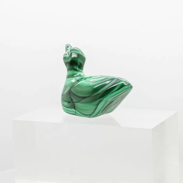 malachite duck