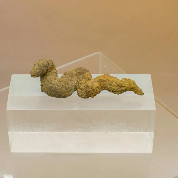 coprolite fossil dinosaur dung