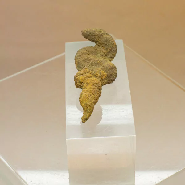 coprolite fossil dinosaur dung