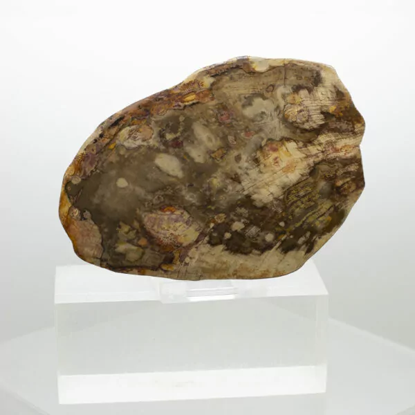 petrified wood partially polished chunk