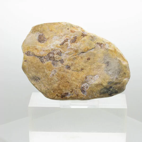 petrified wood partially polished chunk