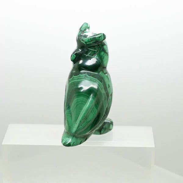 malachite owl