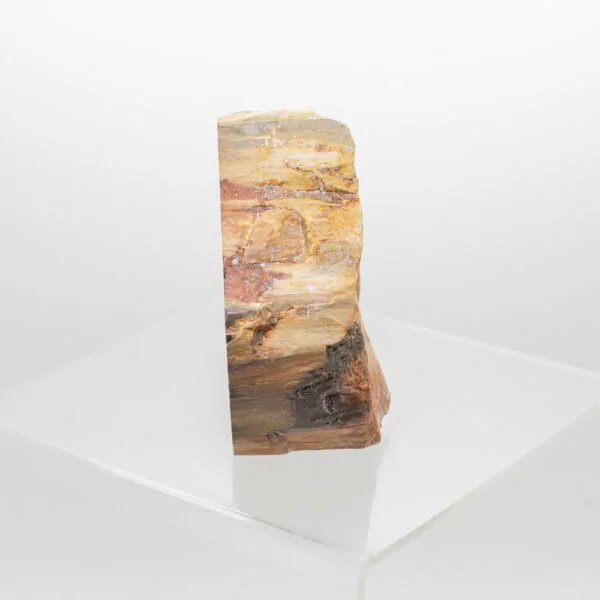 petrified wood slice