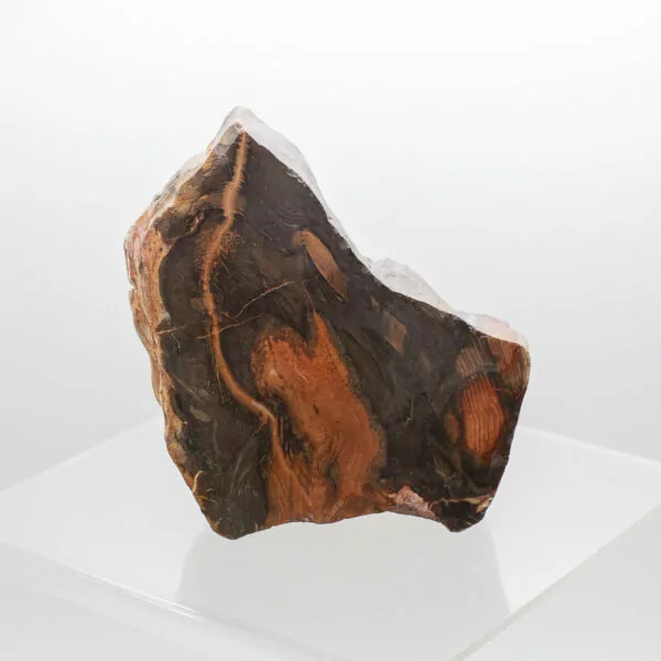 petrified wood slice