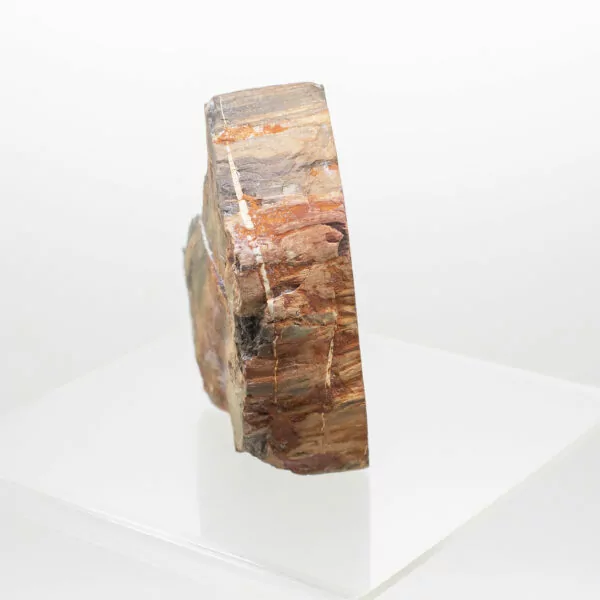 petrified wood slice